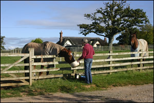 Horses at Strete Ralegh Farm 